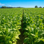 Tobacco Crops